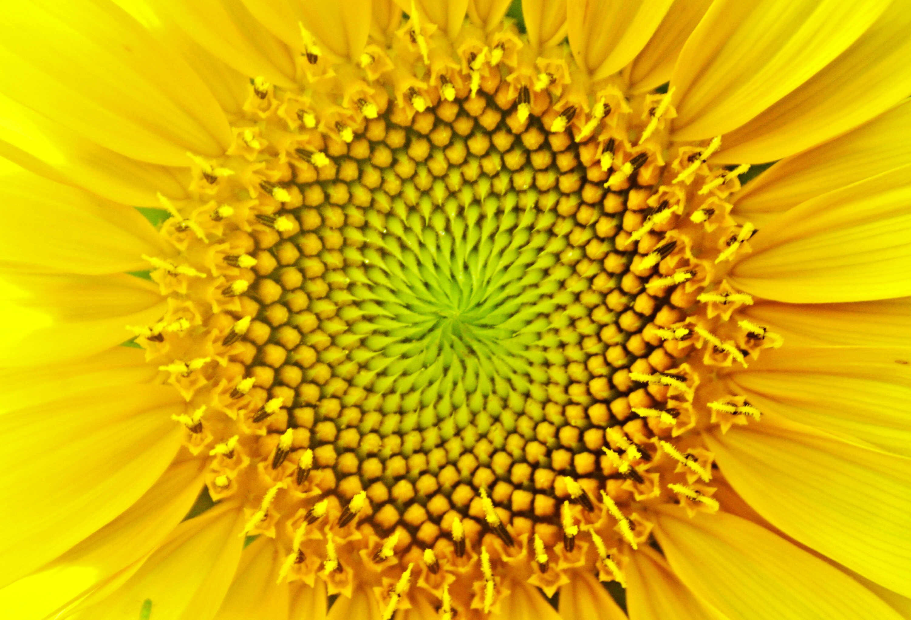Adipositas­sprech­stunde: Sonnenblume