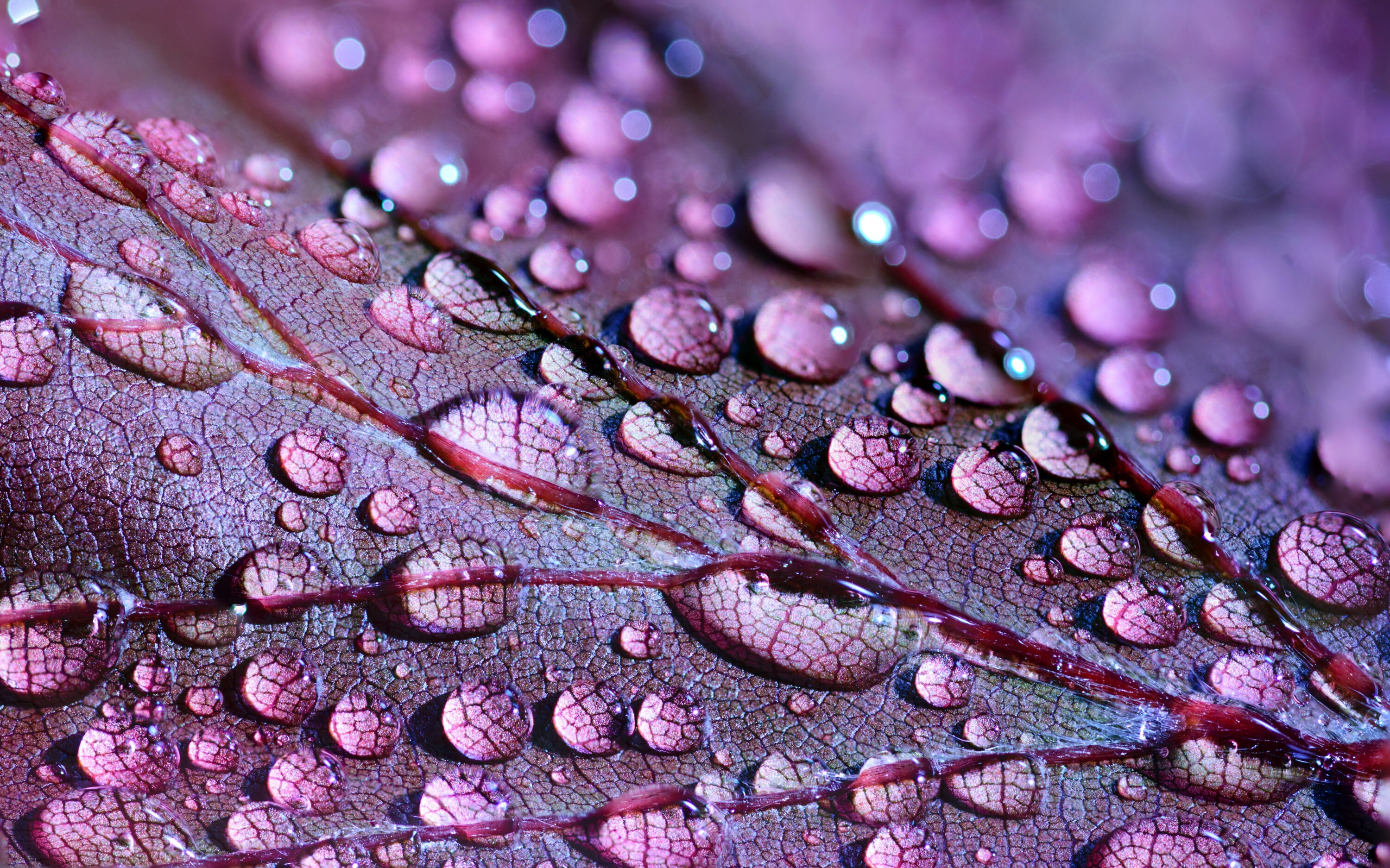 Hormonbalance: Wassertropfen auf einem Blatt
