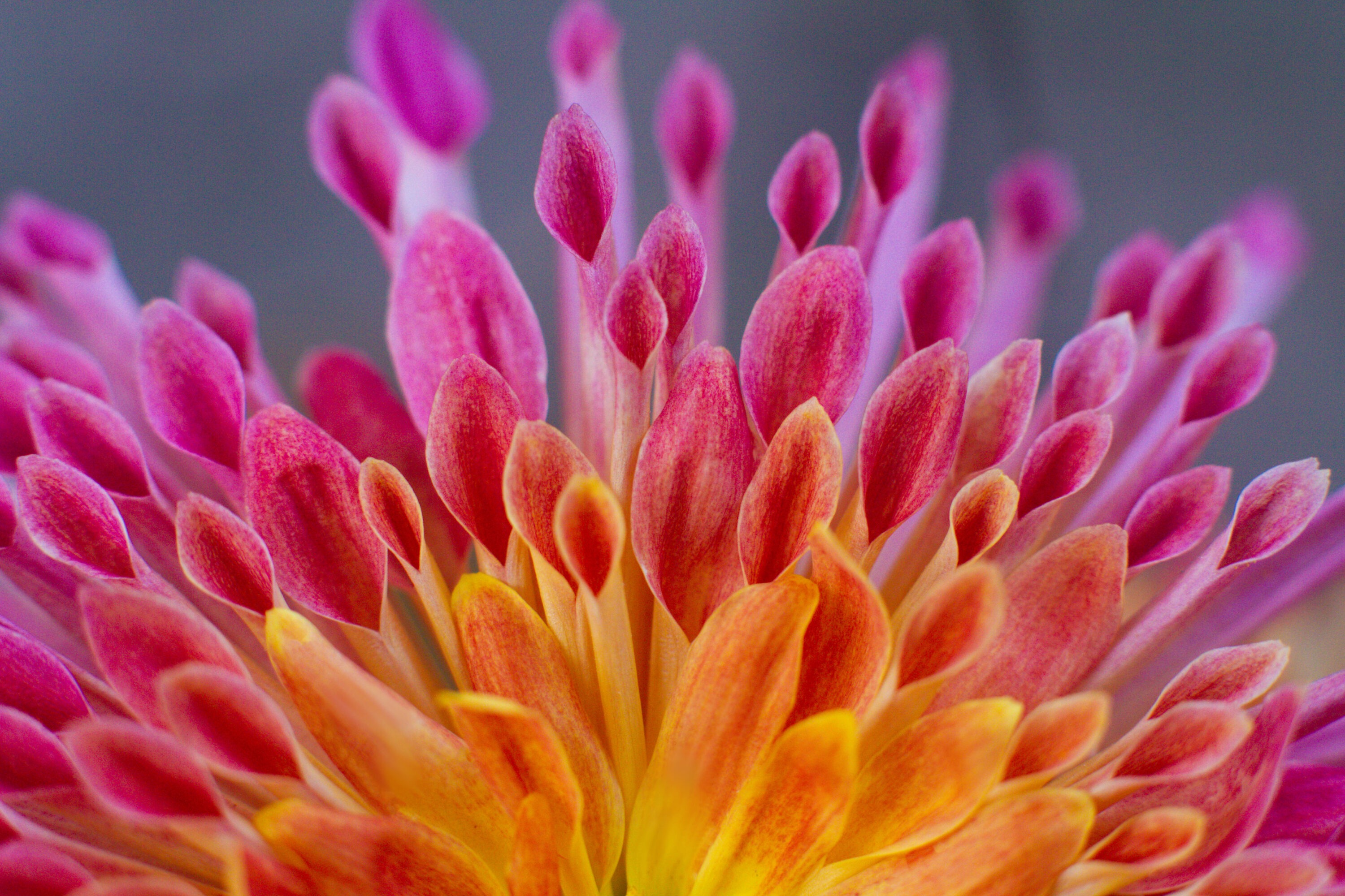 Schwangerschaft & Mutterwerden: Nahaufnahme einer wunderschönen rosa Chrysantheme
